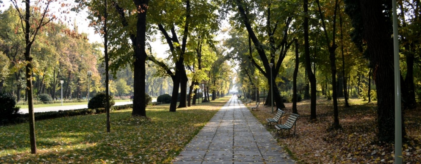 Se caută copaci uscaţi prin Copou