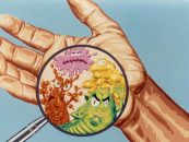 Hepatita ucide