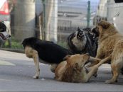 Câinii fără adăpost alertează oraşul