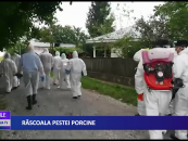 Răscoala pestei porcine