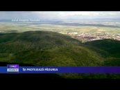 Îşi protejează pădurea