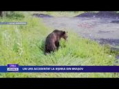 UN URS ACCIDENTAT LA IEȘIREA DIN BRAȘOV