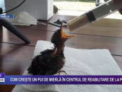 Cum crește un pui de mierla în centrul de reabilitare