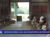 Seceta a adus pagubă pentru unii producători
