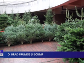 O, brad frumos și scump