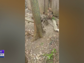 Vizuină de vulpi într-o casă părăsită