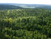 INS: Suprafața pădurilor a crescut anul trecut