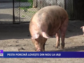Pesta porcină lovește din nou la Iași