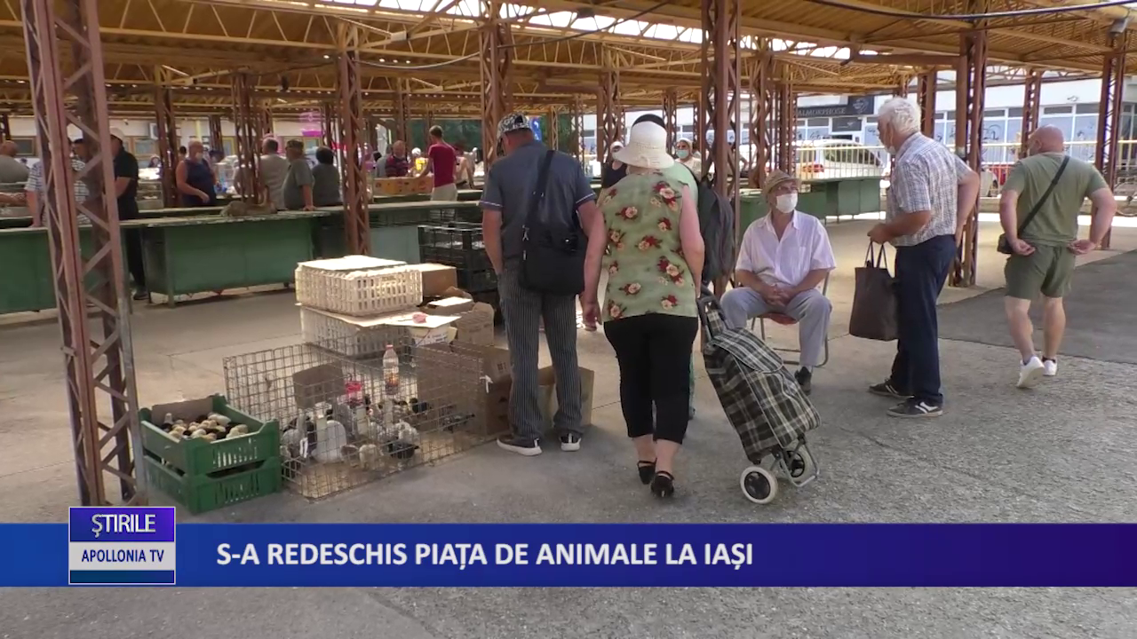 Sa redeschis piața de animale la Iași Apollonia TV