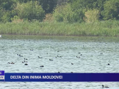 Delta din inima Moldovei