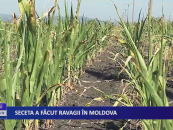 Seceta a făcut ravagii în Moldova