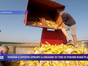 România a exportat aproape 3,4 milioane de tone de porumb